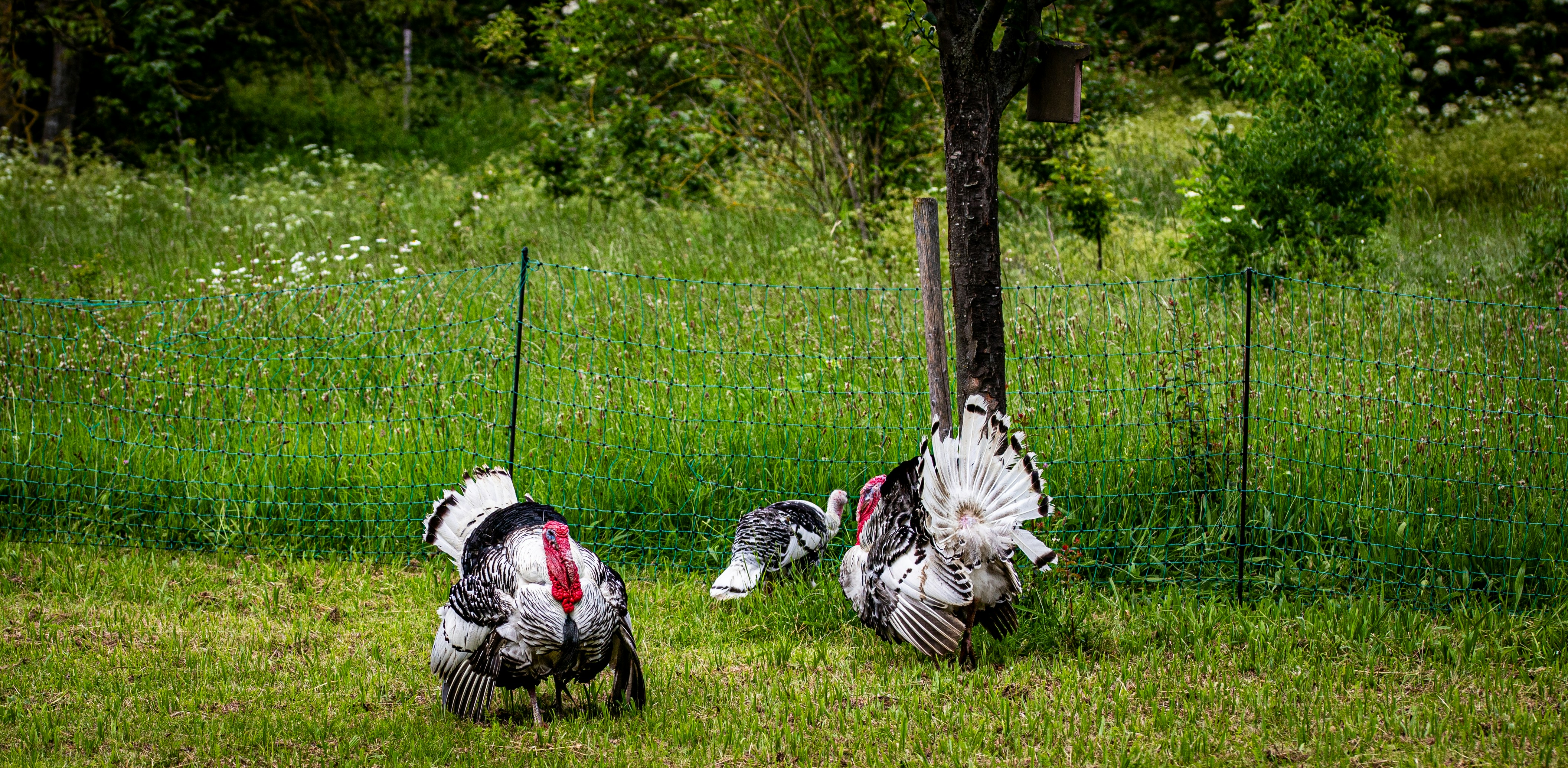 Heritage turkeys at Nico Poultry