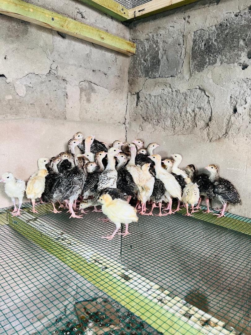Young turkey flock at Nico Poultry Farm