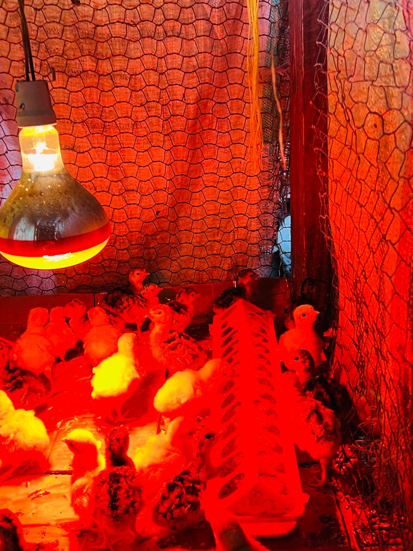 Young turkey chicks under heat lamp at Nico Poultry Farm